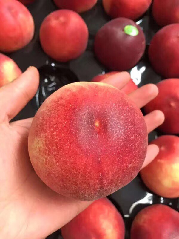 【中国仓】澳洲水蜜桃 12粒约1680克，顺丰包邮（偏远地区请补运费）