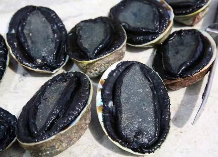 【中国仓】新西兰黑金鲍（带壳） 450-600g/只 （偏远地区请补拍生鲜偏远地区运费）