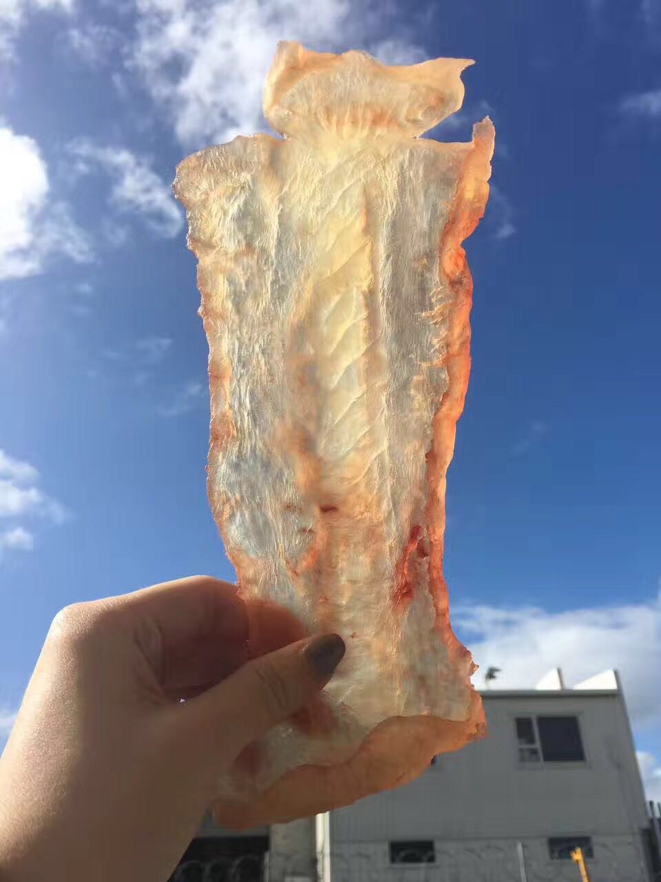 【澳洲直邮】新西兰鳕鳌鱼花胶（鱼胶）原胶 500g（新西兰产）