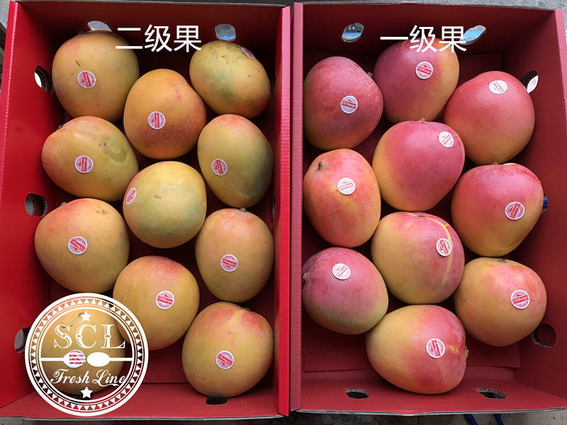 【中国仓】澳芒 预售 排单发货 中通快递包邮 东北三省 陕西 甘肃 西藏 新疆 宁夏 内蒙古 加运费 西藏 新疆不包售后 下单慎重