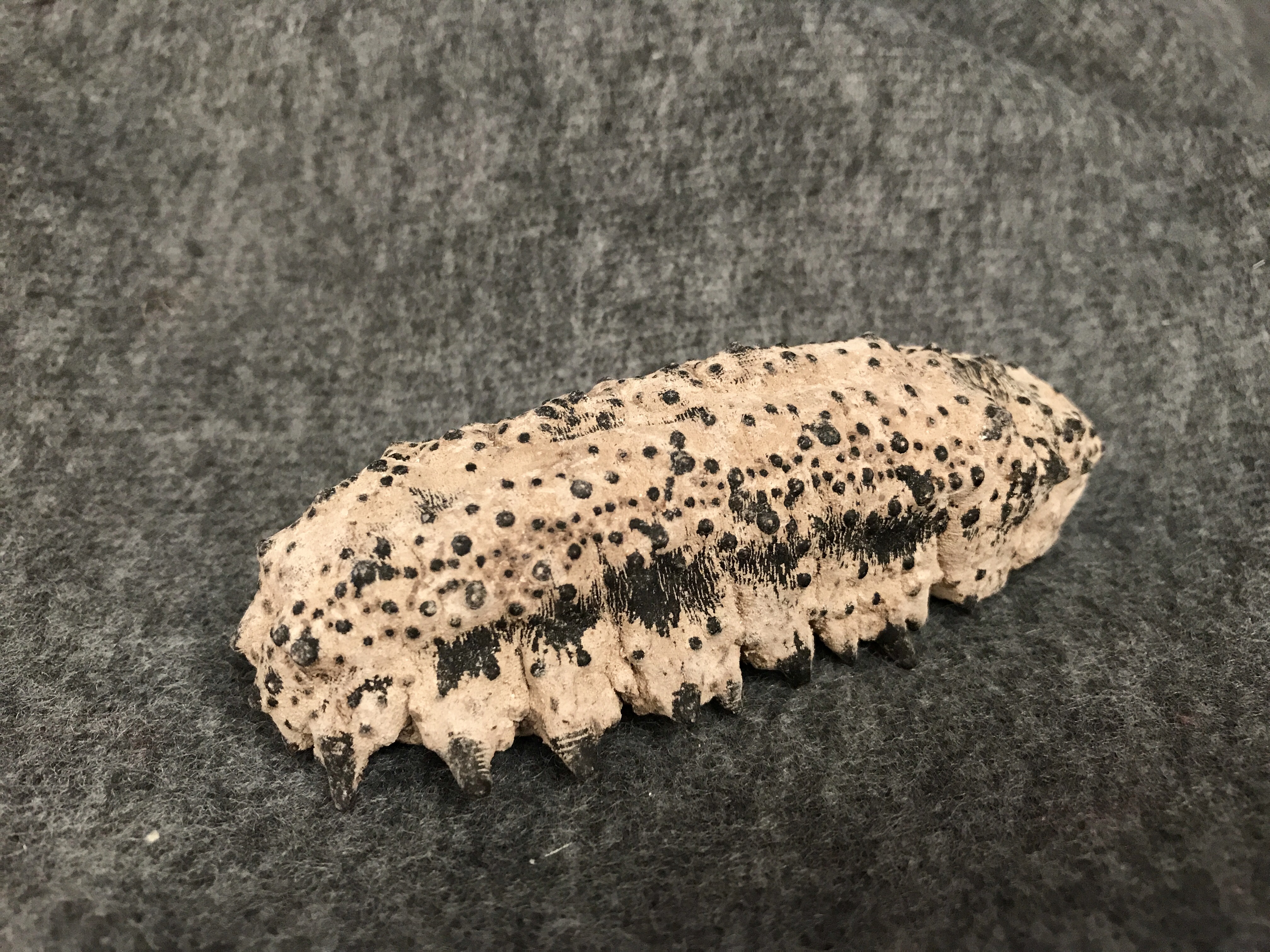 【混合仓】【澳洲直邮】南美野生刺参 500G（9头左右）