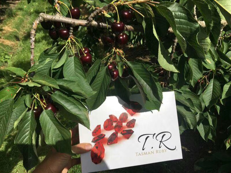 【中国仓】澳洲塔斯曼之心钻石车厘子 偏远地区（贵州、云南、广西、海南）甘肃、宁夏、内蒙古、新疆、西藏不接单