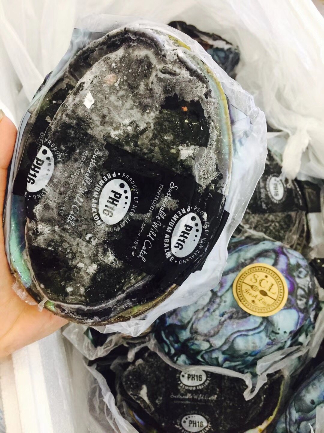 【中国仓】【礼】新西兰黑金鲍（带壳） 350-450G/只 （偏远地区请补拍生鲜偏远地区运费）