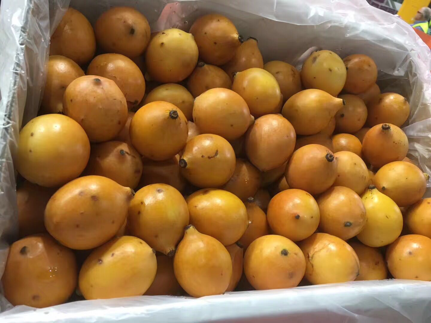 【中国仓】澳洲黄金山竹 4斤装~顺丰包邮