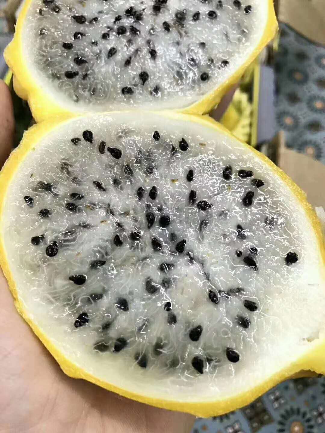 【中国仓】哥伦比亚麒麟果 两个规格 顺丰包邮