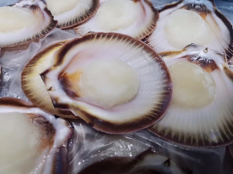 【中国仓】澳洲扇贝 1000g装 30-40只左右 顺丰包邮