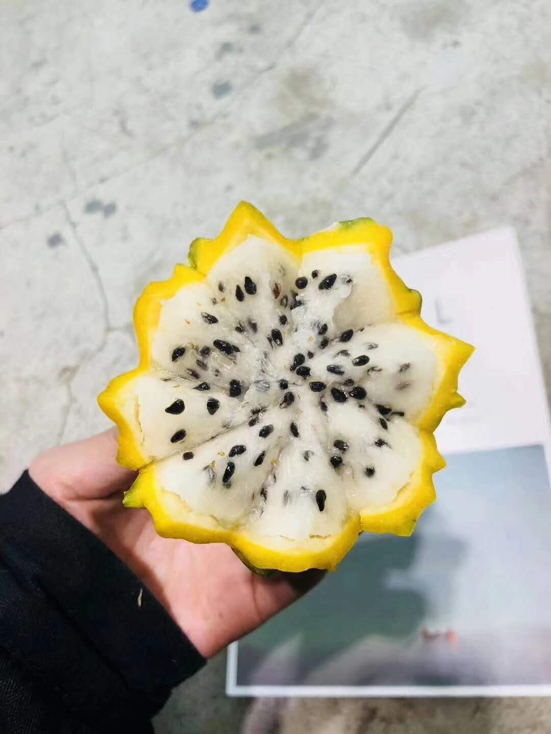 【中国仓】哥伦比亚麒麟果 两个规格 顺丰包邮