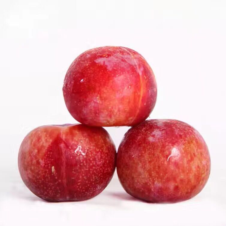 【中国仓】澳洲血丝李 12个装约1500克 顺丰包邮