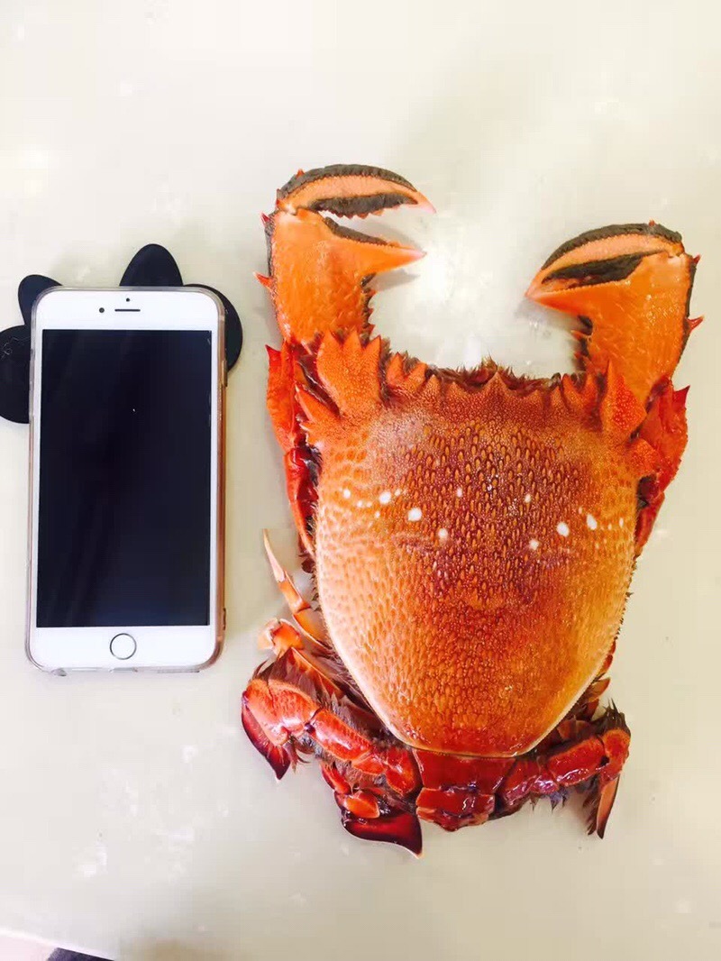 【中国仓】【澳洲老虎蟹】又作"咖啡蟹",贵妃蟹 600-800克/只*2只装