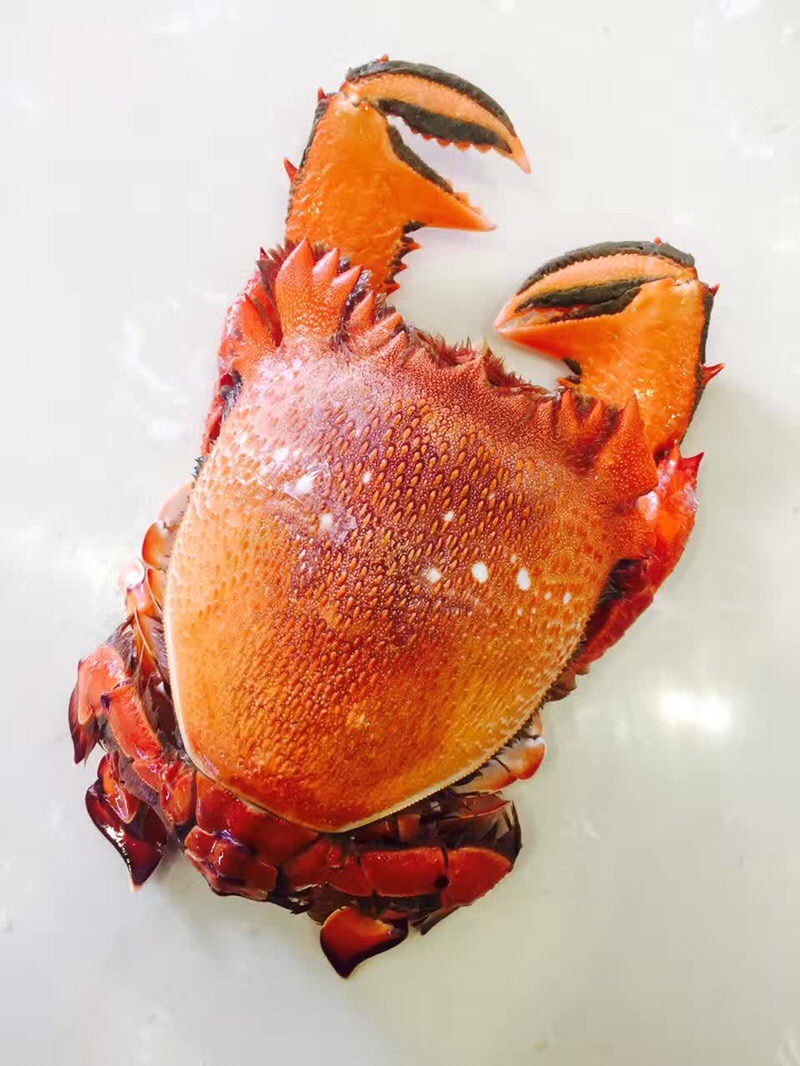 【中国仓】【澳洲老虎蟹】又作"咖啡蟹",贵妃蟹 700g/只*2只装(偏远